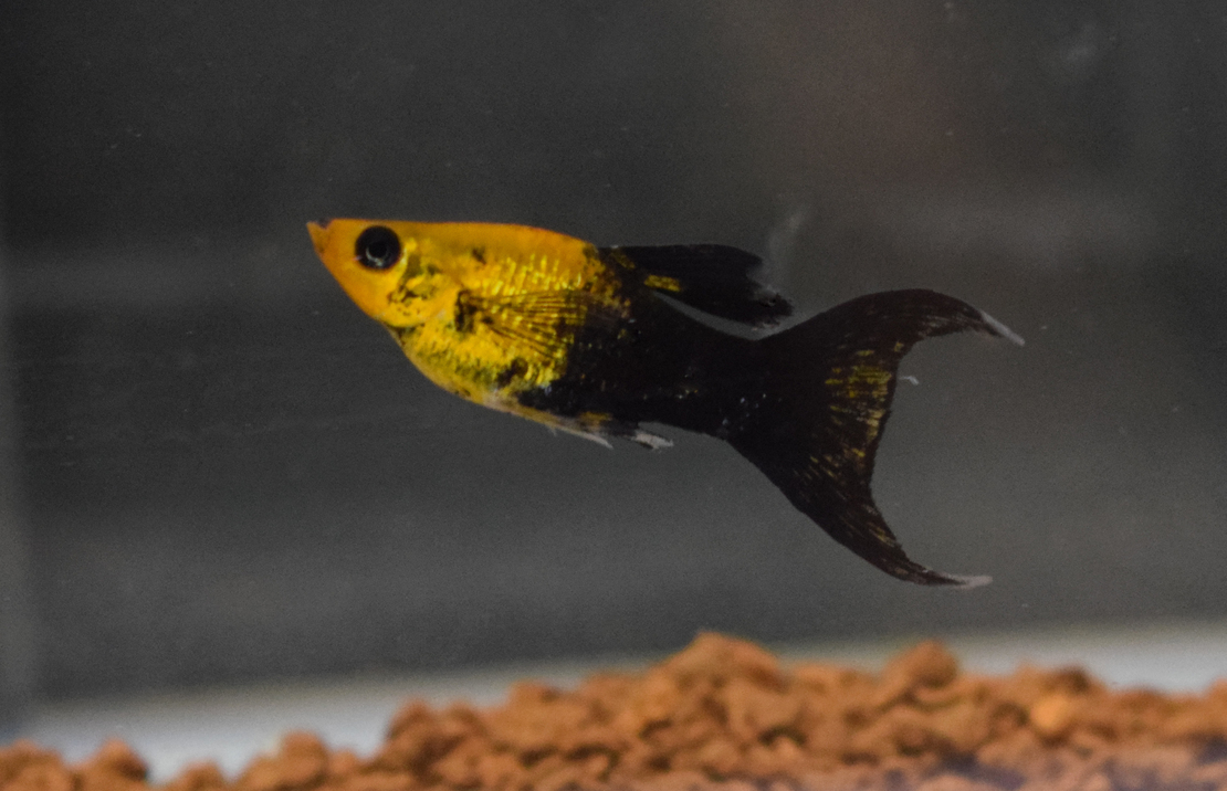 Molly Golddust Tuxedo Sluier