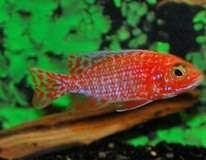 Aulonocara Dragon Blood