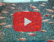 Poisson-crayon Pourpre