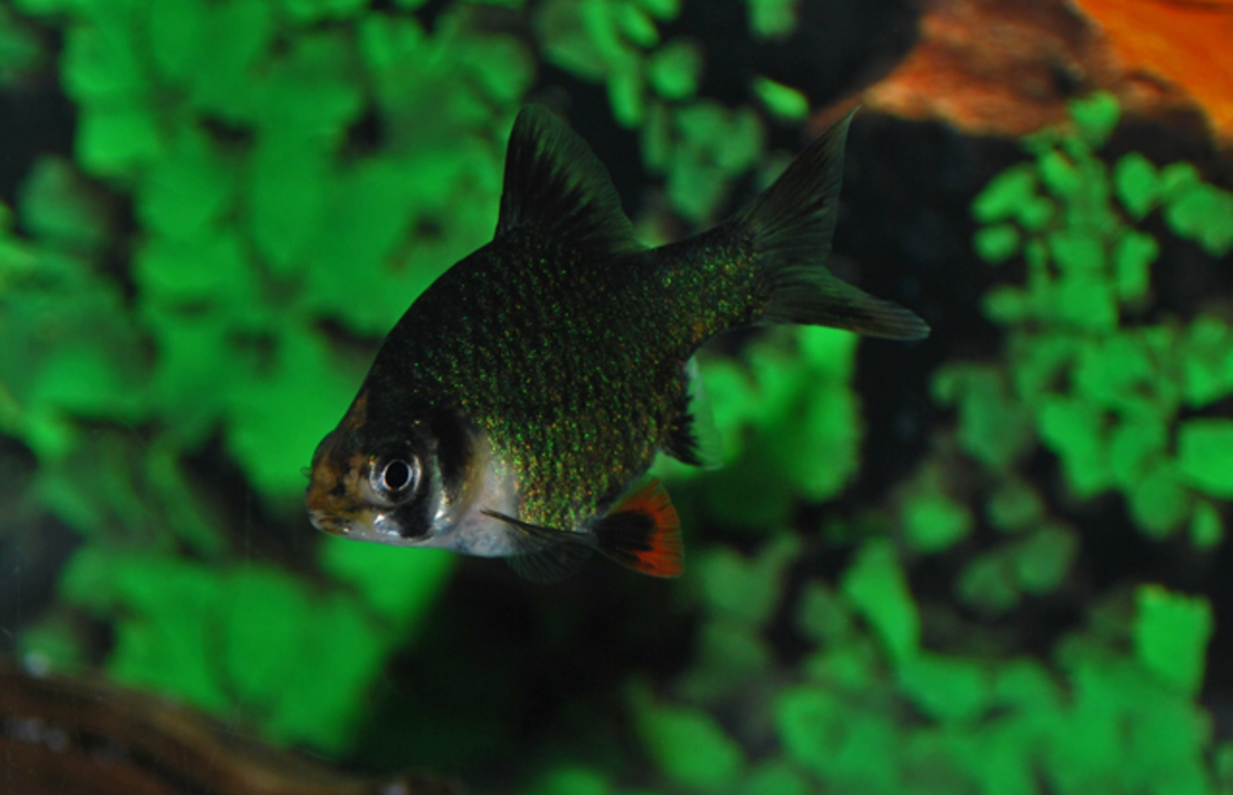 Tiger Barb Green