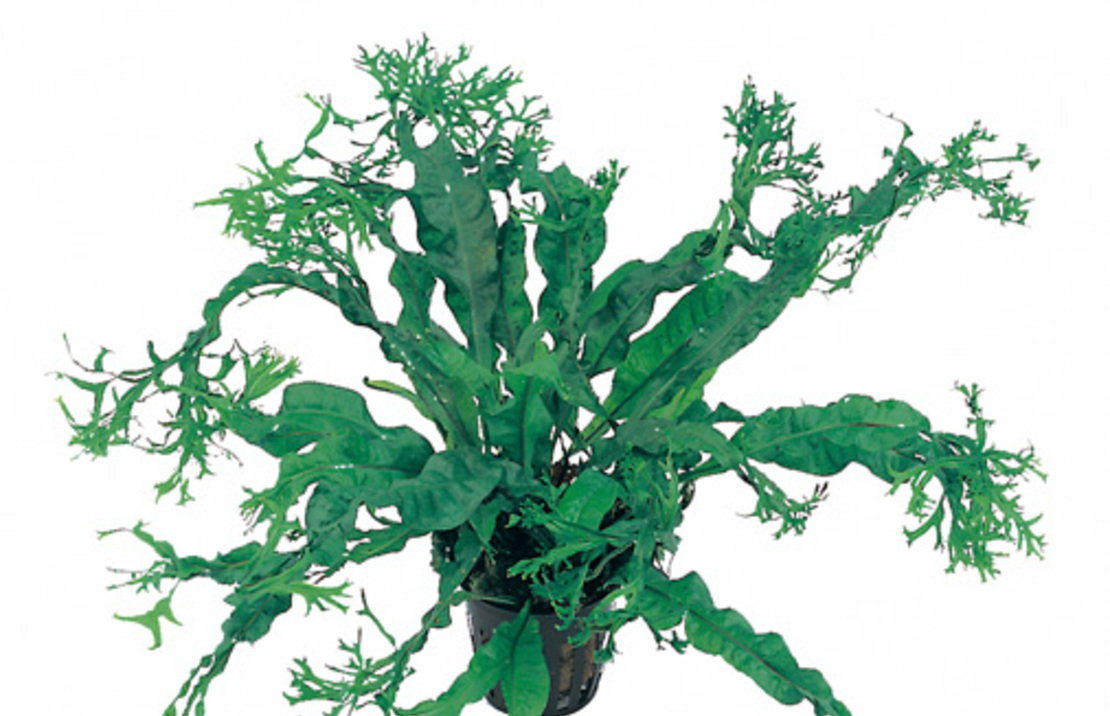 Microsorum Pteropus 'windelov' - Xl