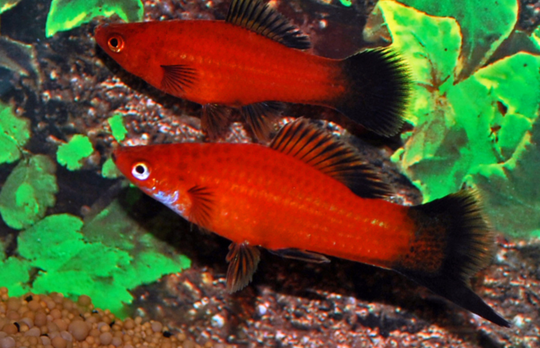 Porte-ÉpÉe Rouge Wagtail