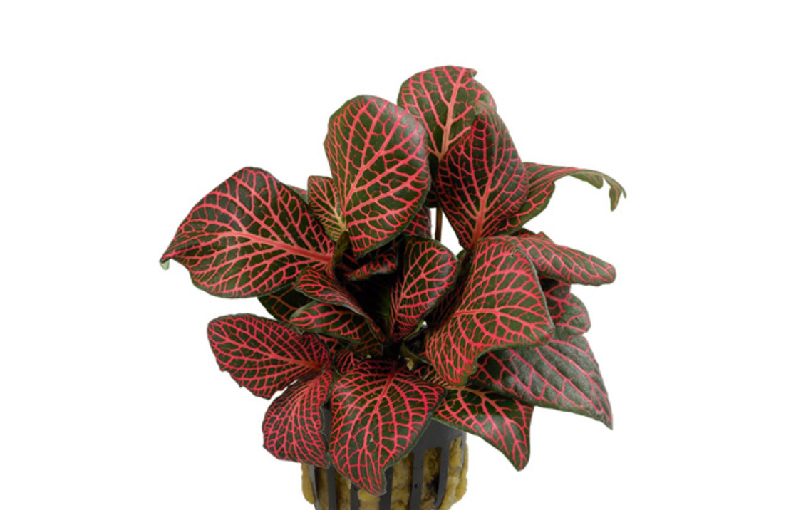 Fittonia 'red' - Pt