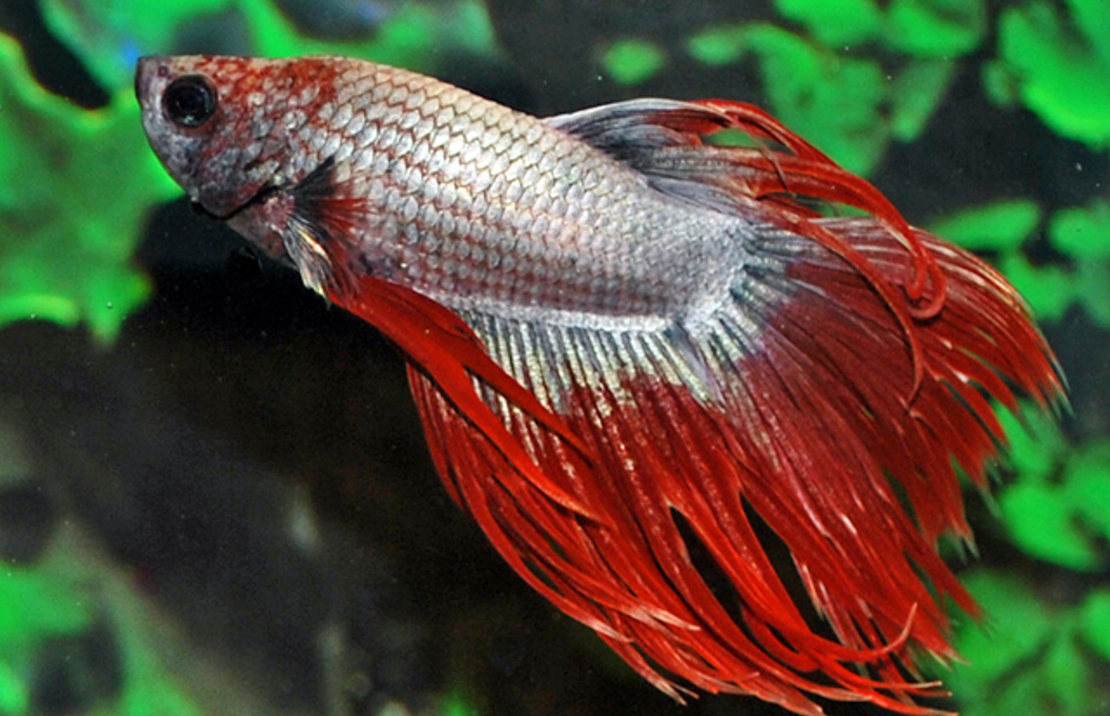 Combattant Crowntail Dragon (mÂle)