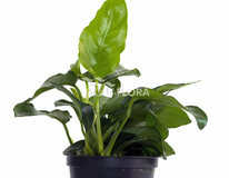 Anubias Barteri Var. Nana - Pe