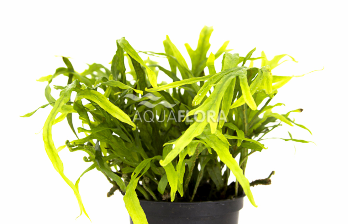 Microsorum Pteropus 'trident' - Pe