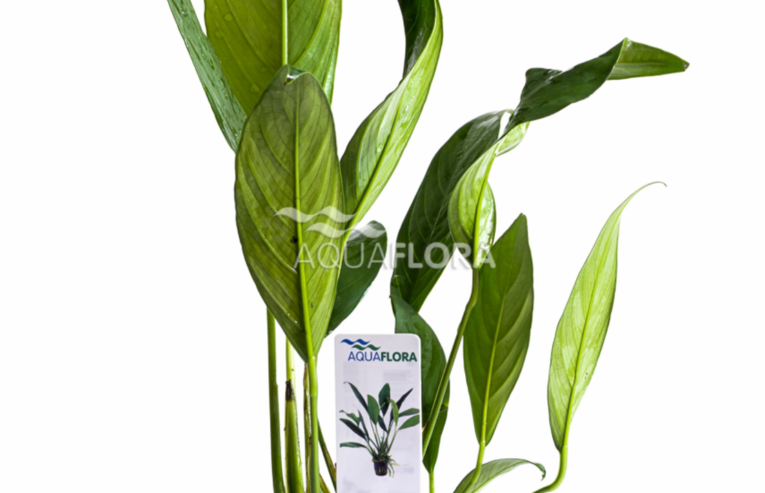 Anubias Afzelii - Pe