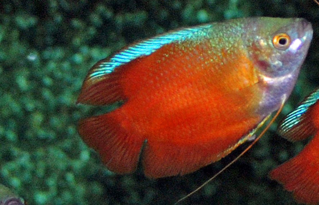 Dwarf Gourami Red Male