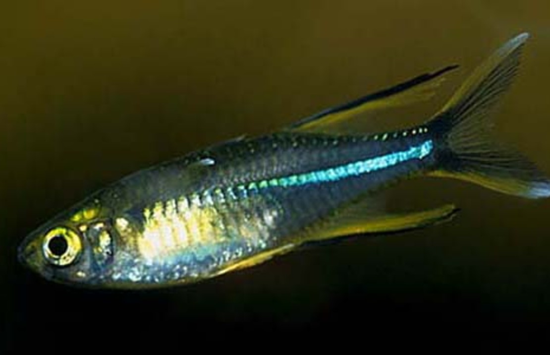 Poisson Voile Des CÉlÈbes