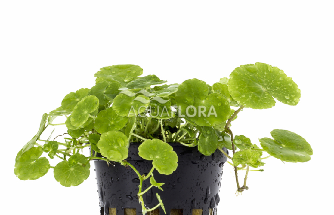 Hydrocotyle Leucocephala - Pe