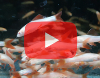 Rainbow Shark Albino