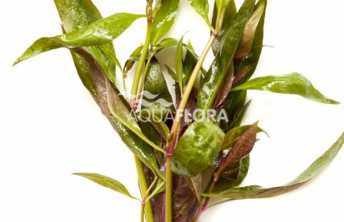 Alternanthera Reineckii - Ta