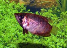 Gourami Chocolat