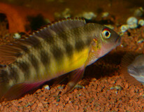 Dwergcichlide Humilis