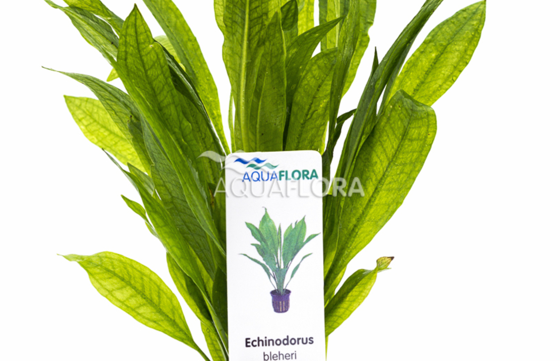 Echinodorus Grisebachii 'bleherae' - Pe
