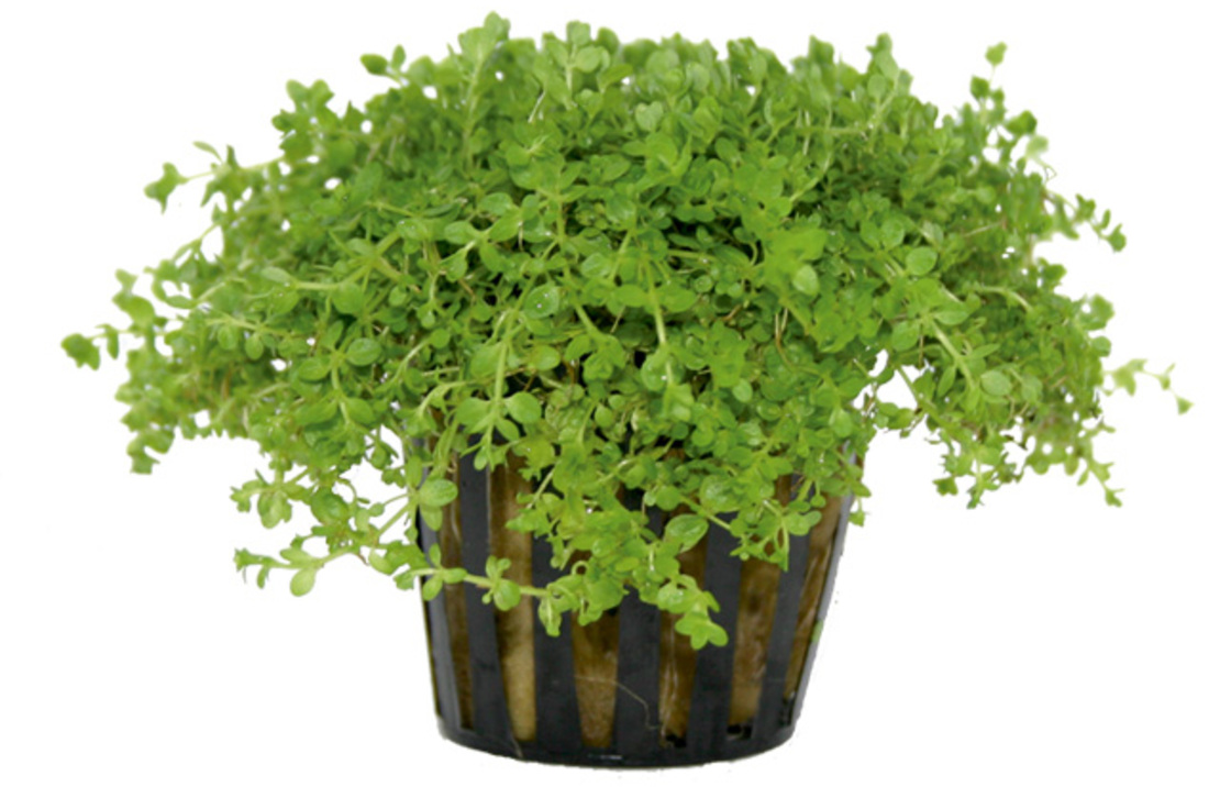 Hemianthus Callitrichoides - Pe