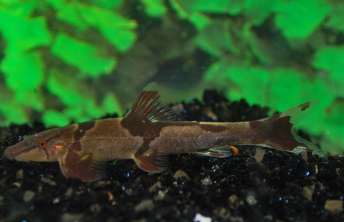 Homaloptera Orthogoniata