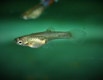 Guppy Endler Snakeskin Blau Mann