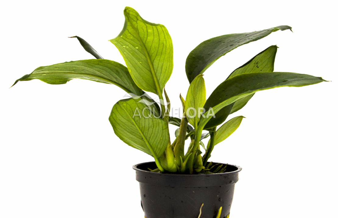 Anubias Species - Pe