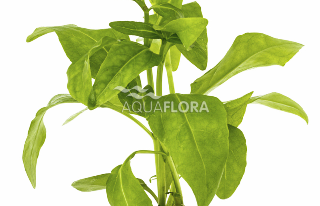 Echinodorus Grisebachii 'amazonicus' - Pe