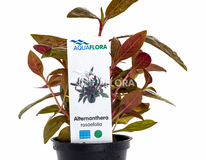 Alternanthera Reineckii 'rosaefolia' - Pe