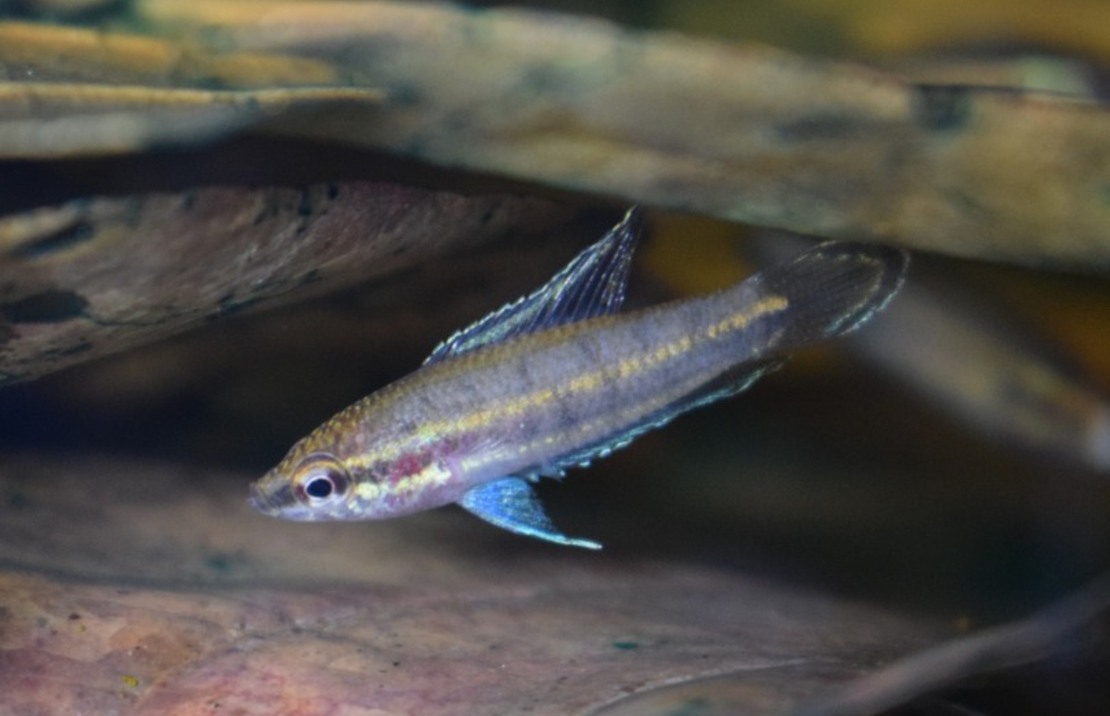 Gourami RÉglisse Bintan