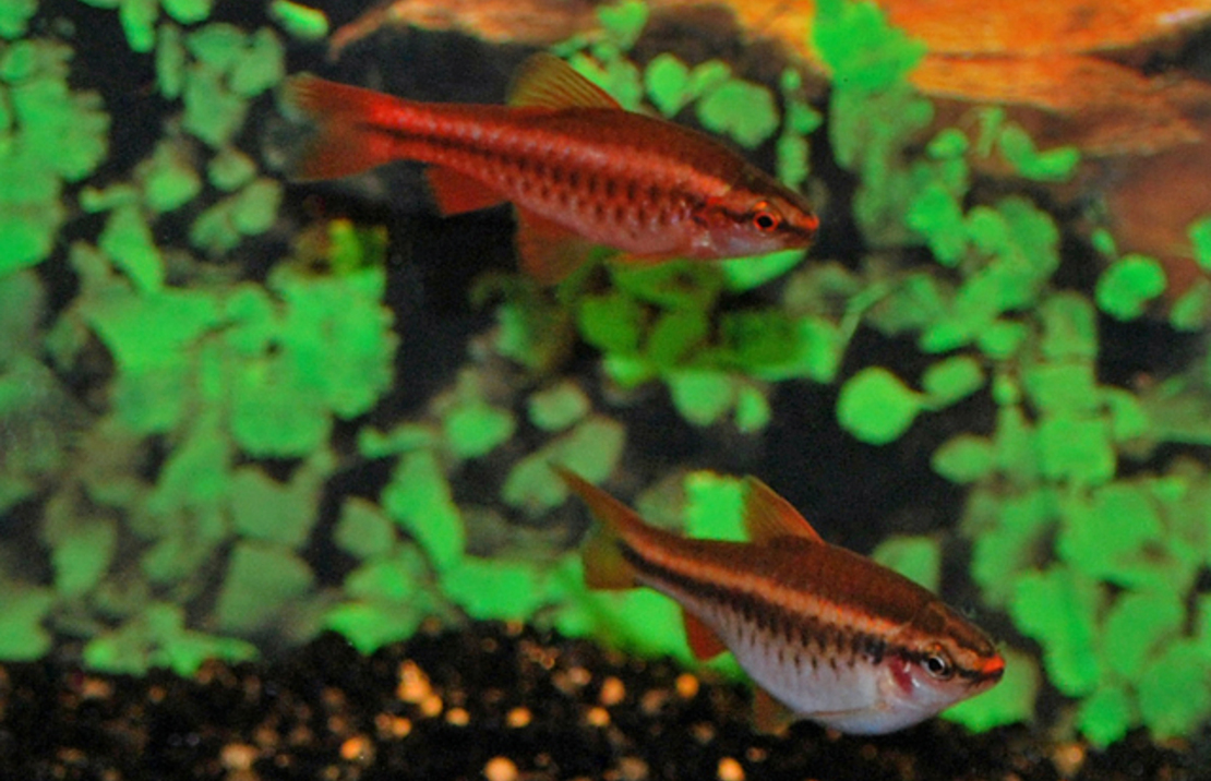 Cherry Barb