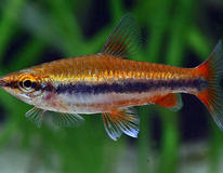 Poisson-crayon DorÉ