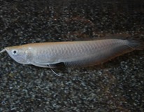 Silber Arowana Albino