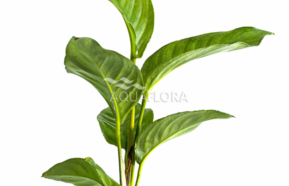 Anubias Heterophylla - Pe