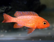 Aulonocara Dragon Blood