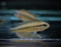 CichlidÉ Nain Iniridae