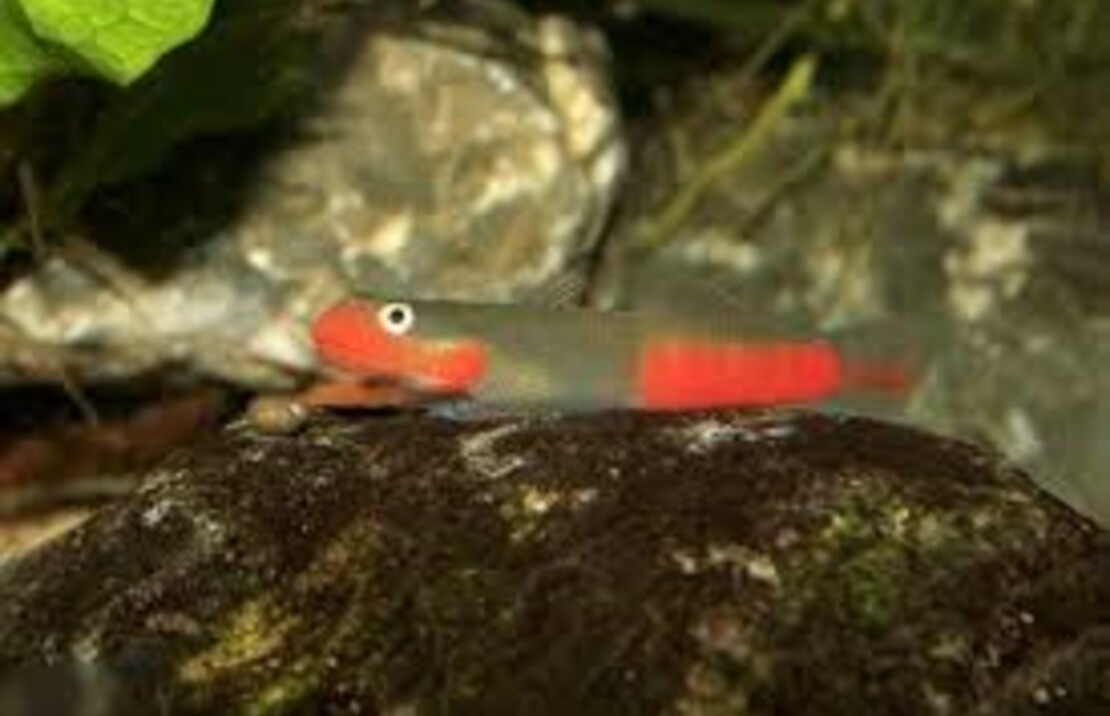 Gobie Exallisquamulus