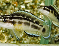 Tanganyika Maskercichlide Zwart