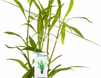 Hygrophila Salicifolia - Pe