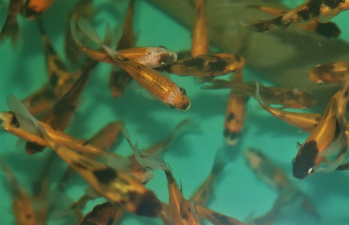 Goudvis Shubunkin Geel