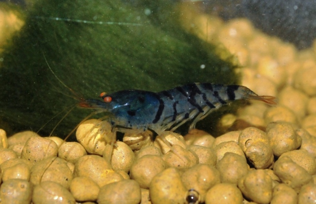 Golden  Eye Blau Tiger Garnele