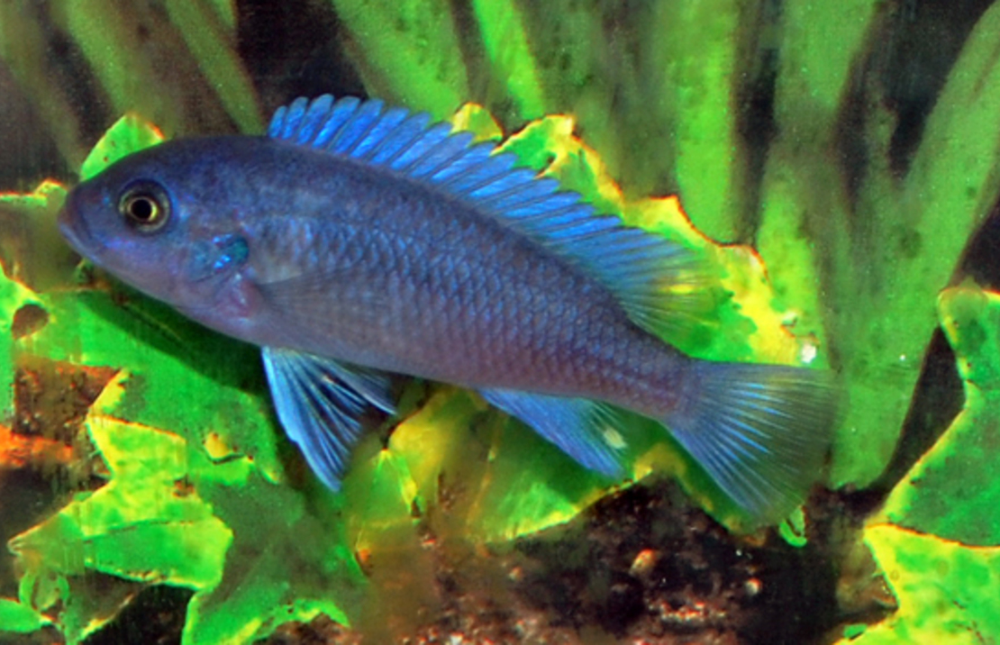 CichlidÉ Malawi Cobalt Bleu