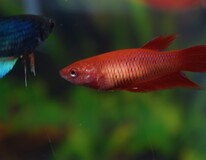 Betta Female