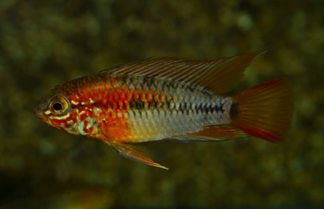 CichlidÉ Nain De Macmaster