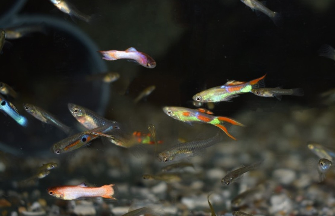 Guppy Endler Mixed (m/f)