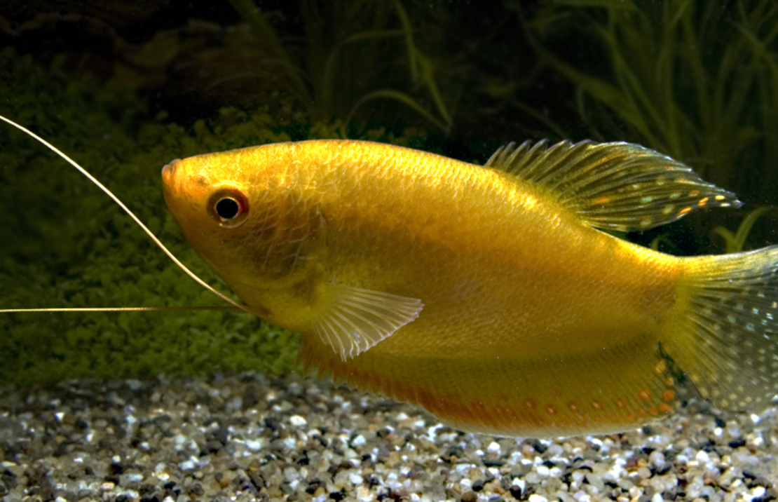 Gourami DorÉ