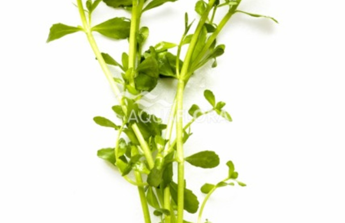Bacopa Crenata (monnieri) - Ta