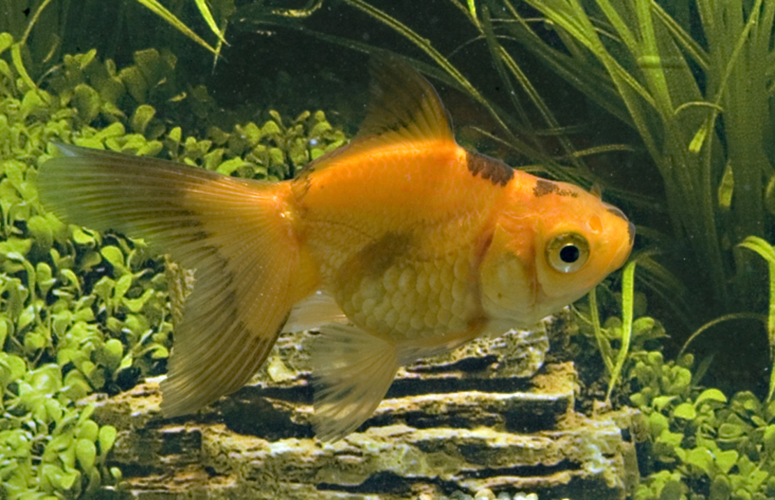 Voile De Chine Rouge/noir