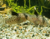 Zwartvin Pantsermeerval