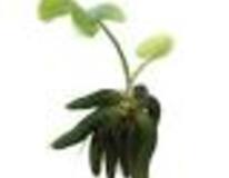 Nymphoides Aquatica - La