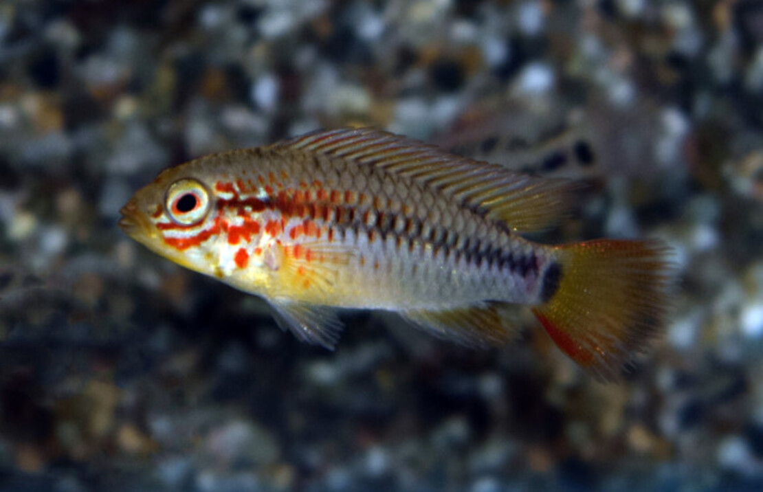 Apisto À Gorge Noire Rouge