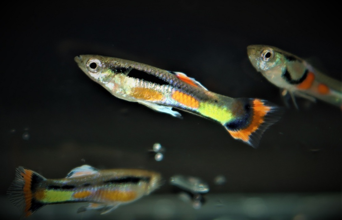 Endler Gup Campoma 42 (m/f)