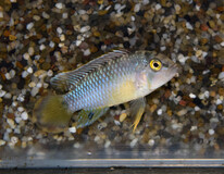 CichlidÉ Nain Panda