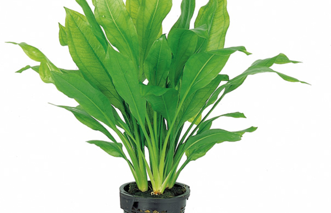 Echinodorus Grisebachii 'bleherae' - Xl